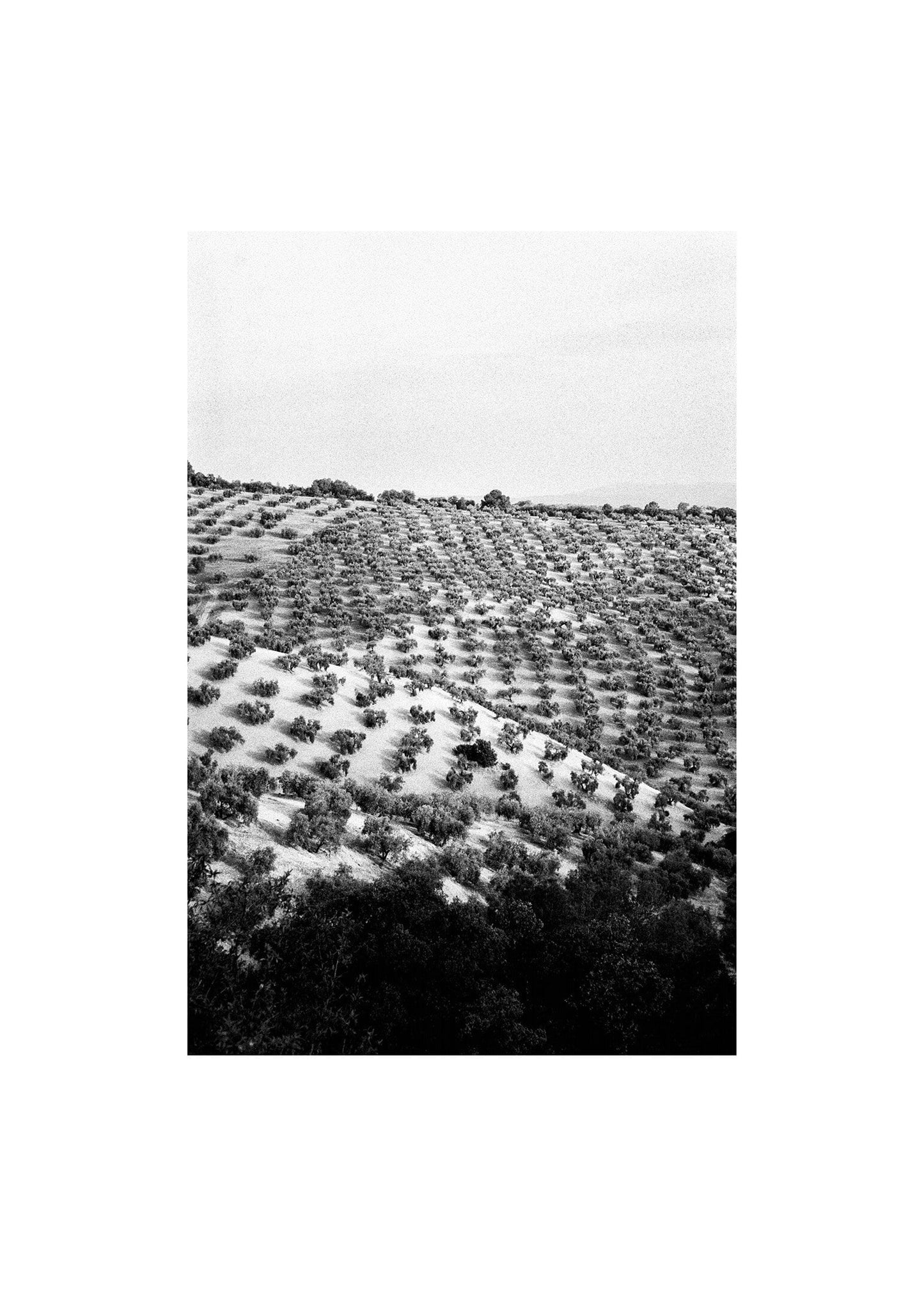 Olivlund i Granada poster