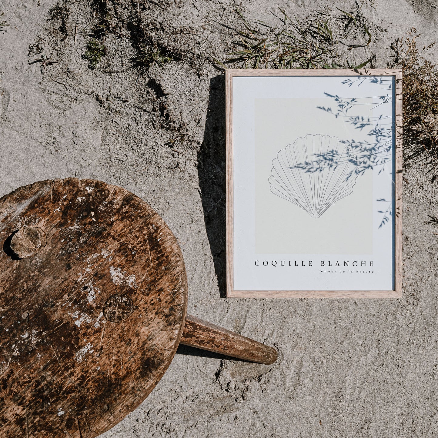 Strandsnäcka poster